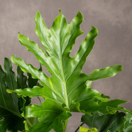 Filodendron selloum | Tomaszewski