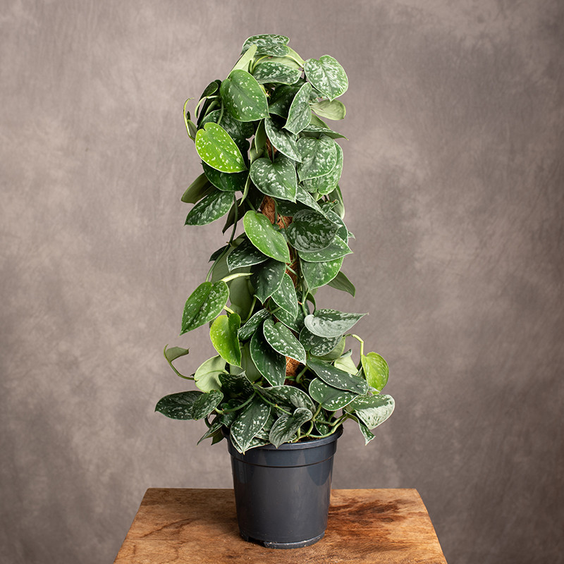 Scindapsus 'Silvery Ann' |...