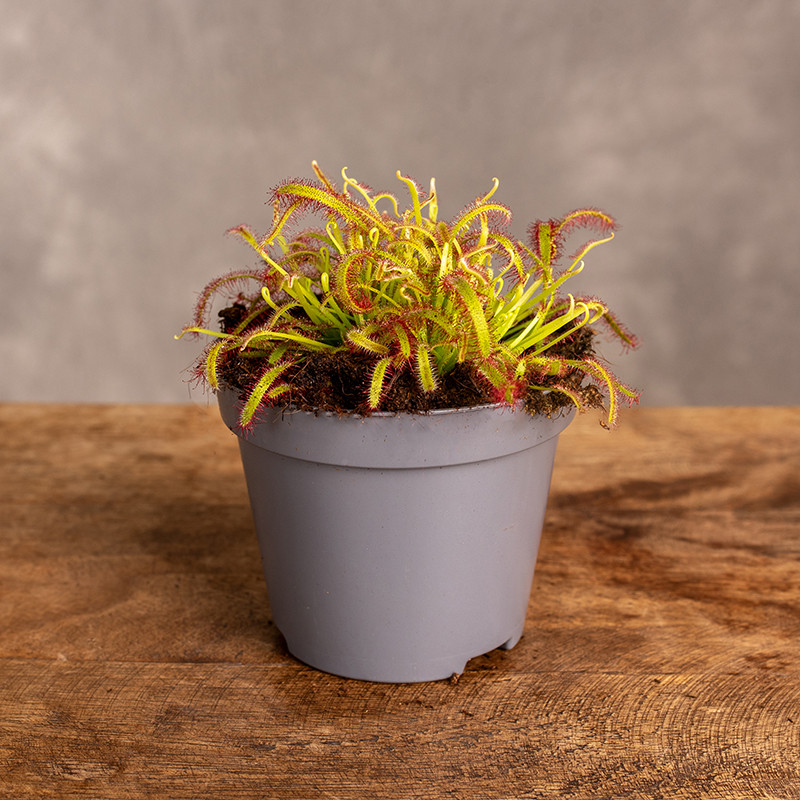 Rosiczka | Drosera paradoxa