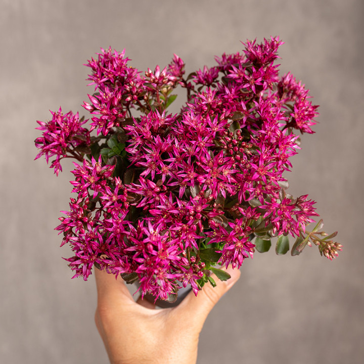Rozchodnik kaukaski 'Spot on Deep Rose' | Tomaszewski