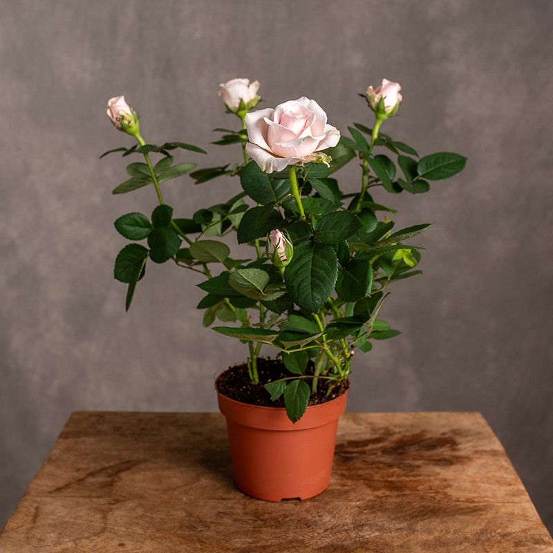 Róża doniczkowa | Pudrowy róż