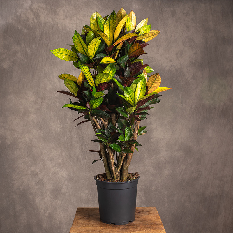 Kroton 'Mrs. Iceton'