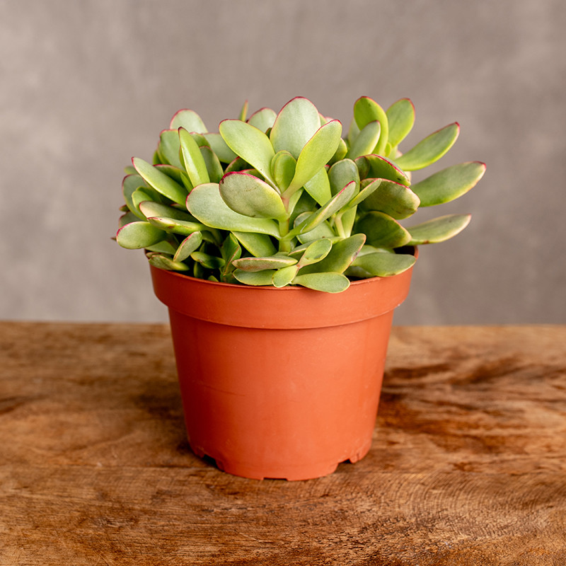 Grubosz platyphylla...