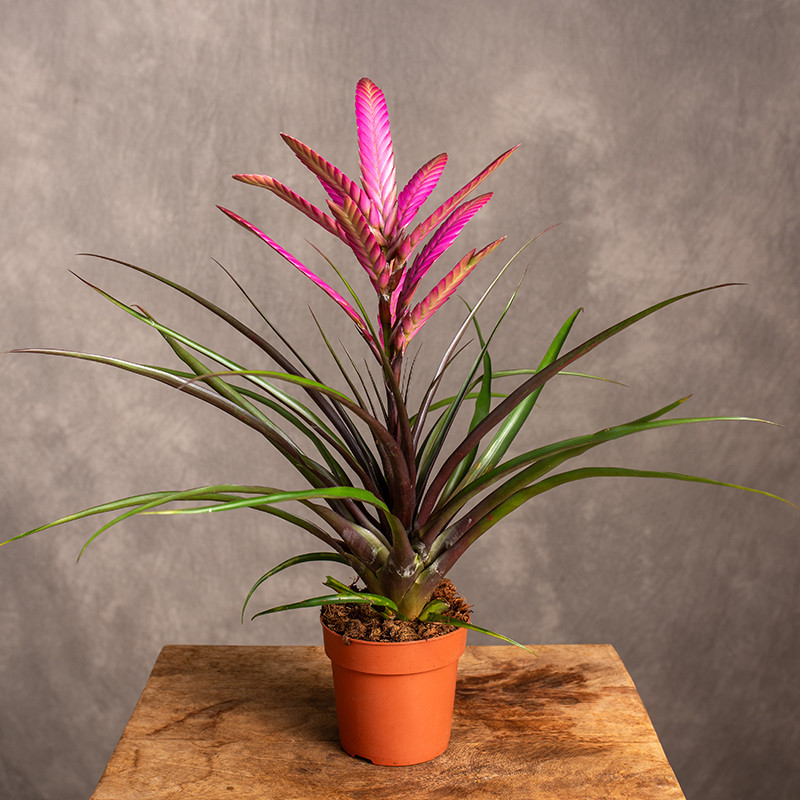 Oplątwa 'Camina' | Tillandsia