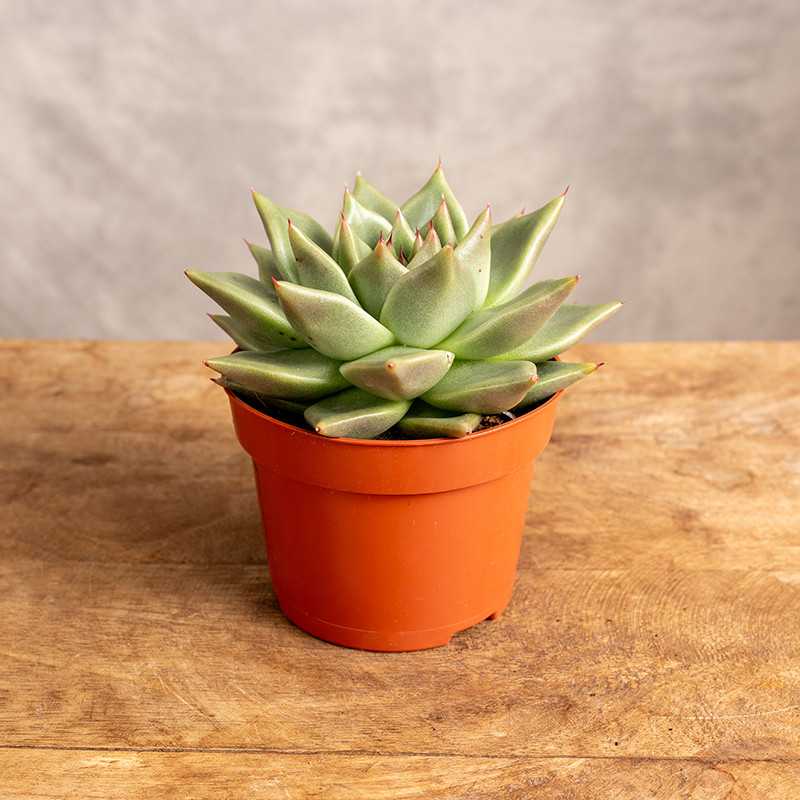 Eszeweria 'Black Tip'