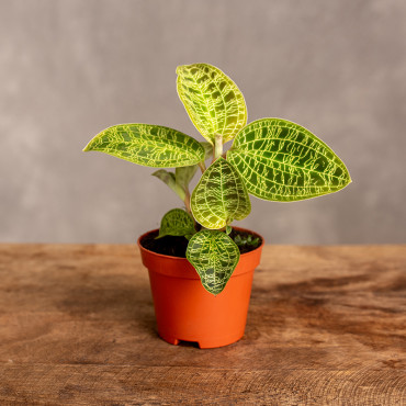 Macodes petola - Jewel Orchid