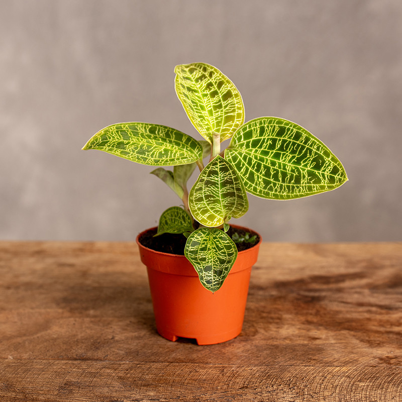 Macodes petola - Jewel Orchid