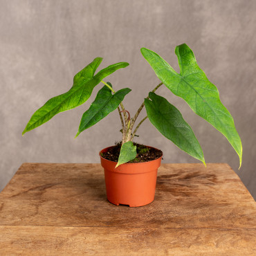 Alokazja sulawesi 'Green Carpet'