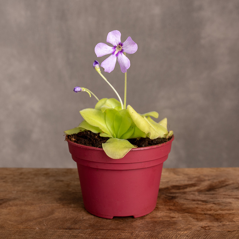 Tłustosz | Pinguicula