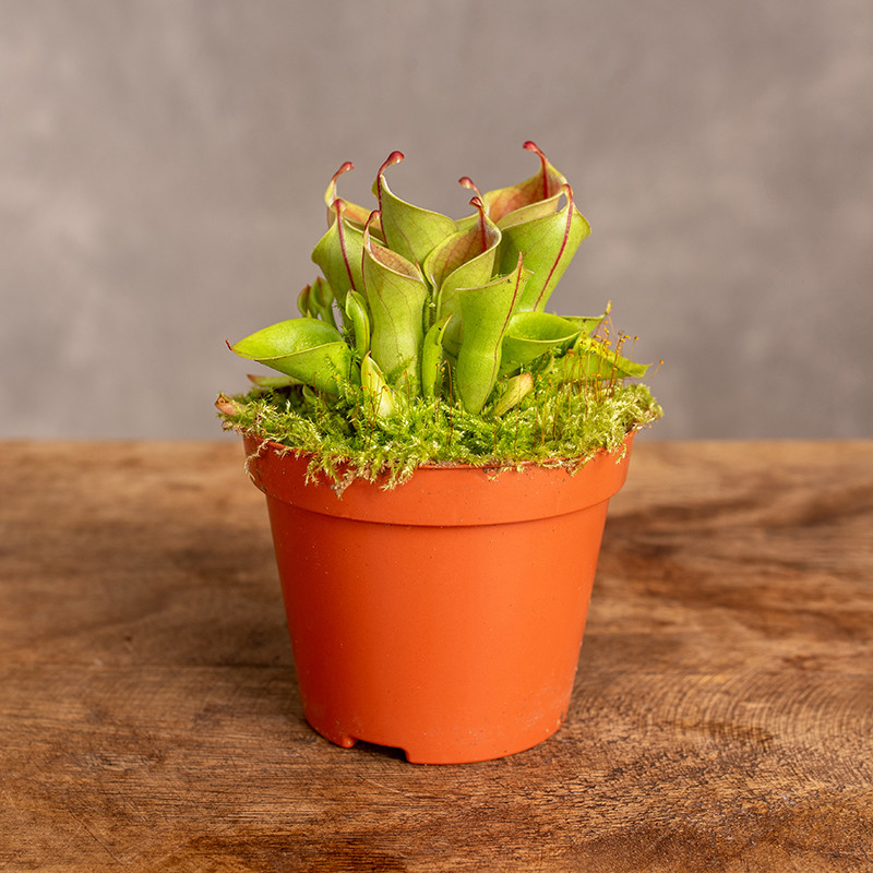 Heliamfora | Heliamphora