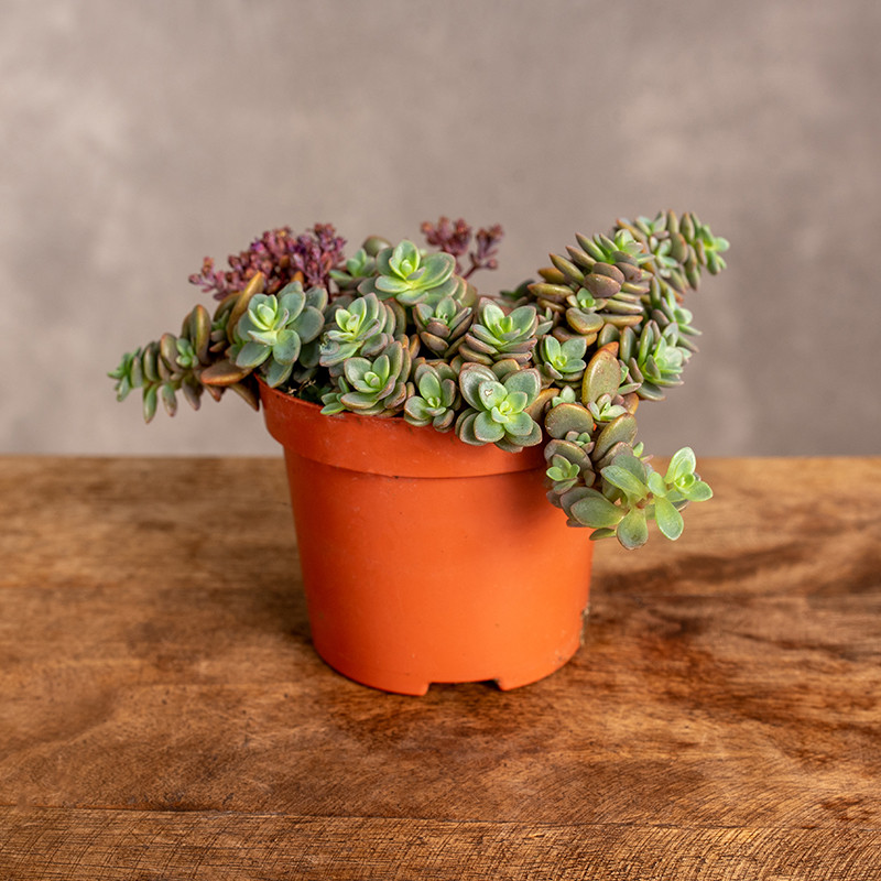 Rozchodnik 'Rosenteppich'