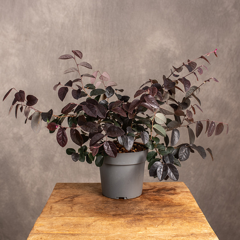 Loropetalum chińskie 'Fire...