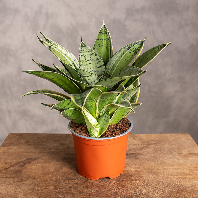 Sansewieria Hahnii 'Silver...