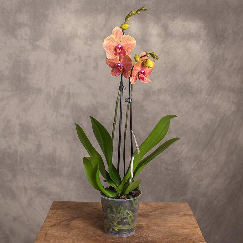 Storczyk 'Apple Pie' | 2 pędy