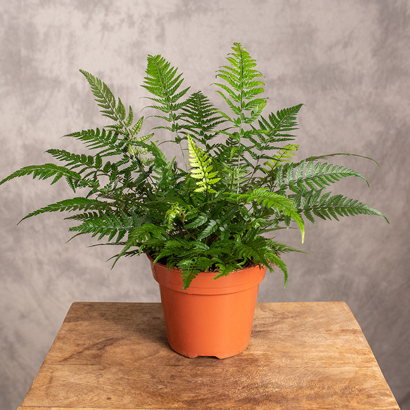 Paproć Athyrium