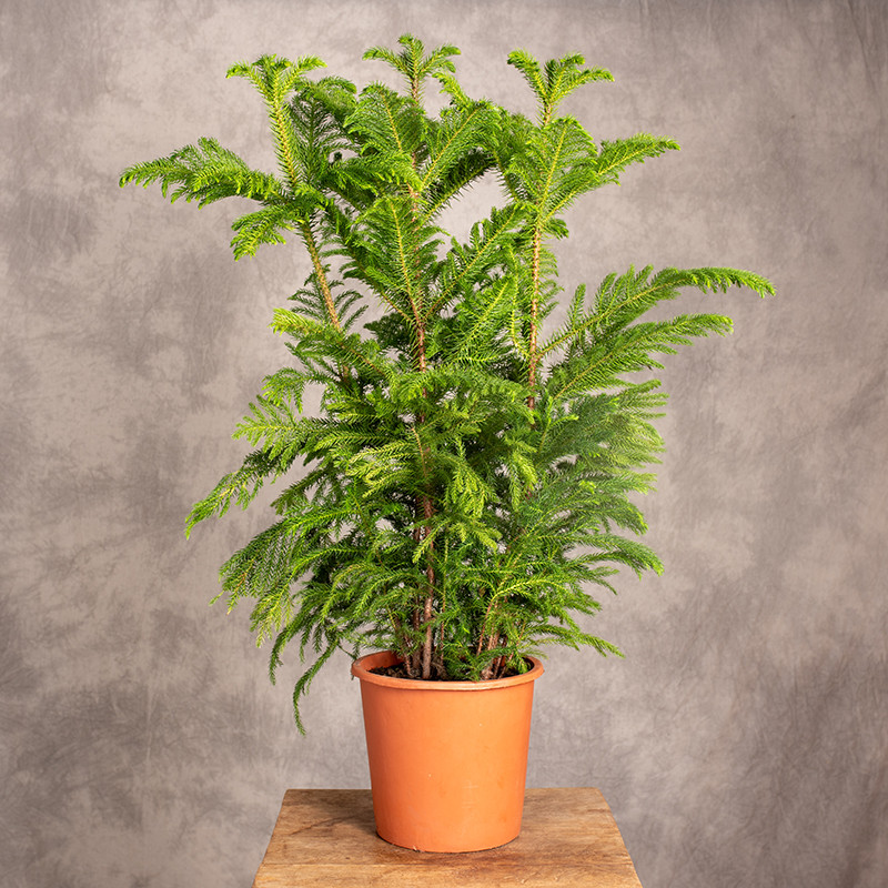 Araukaria wyniosła | Duża