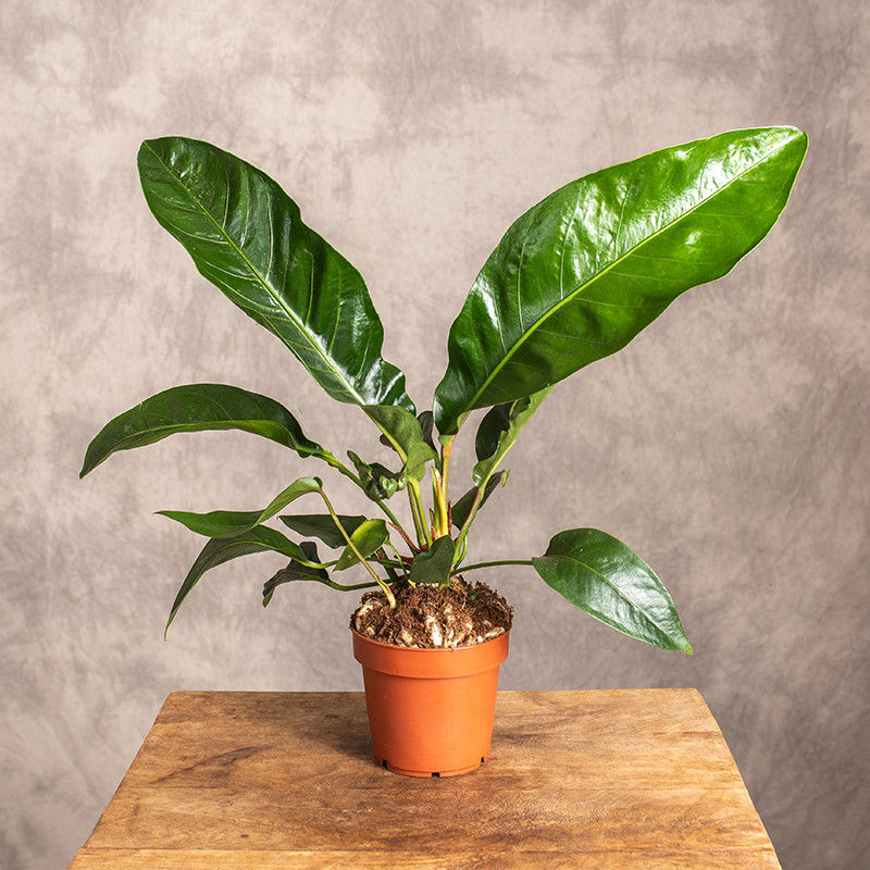 Anturium ‘Jungle Bush’