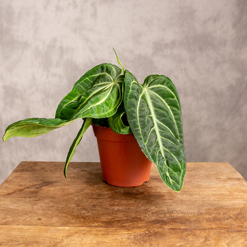 Anturium villenaorum | Małe