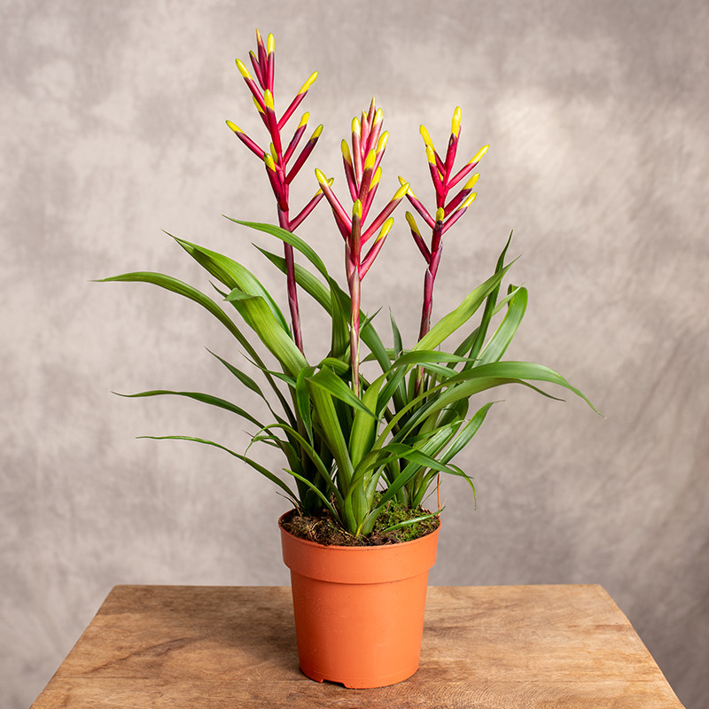 Guzmania 'Misty'