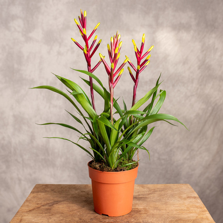 Guzmania 'Misty' | Tomaszewski