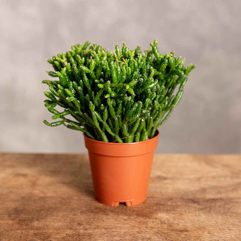 Patyczak Rhipsalis...