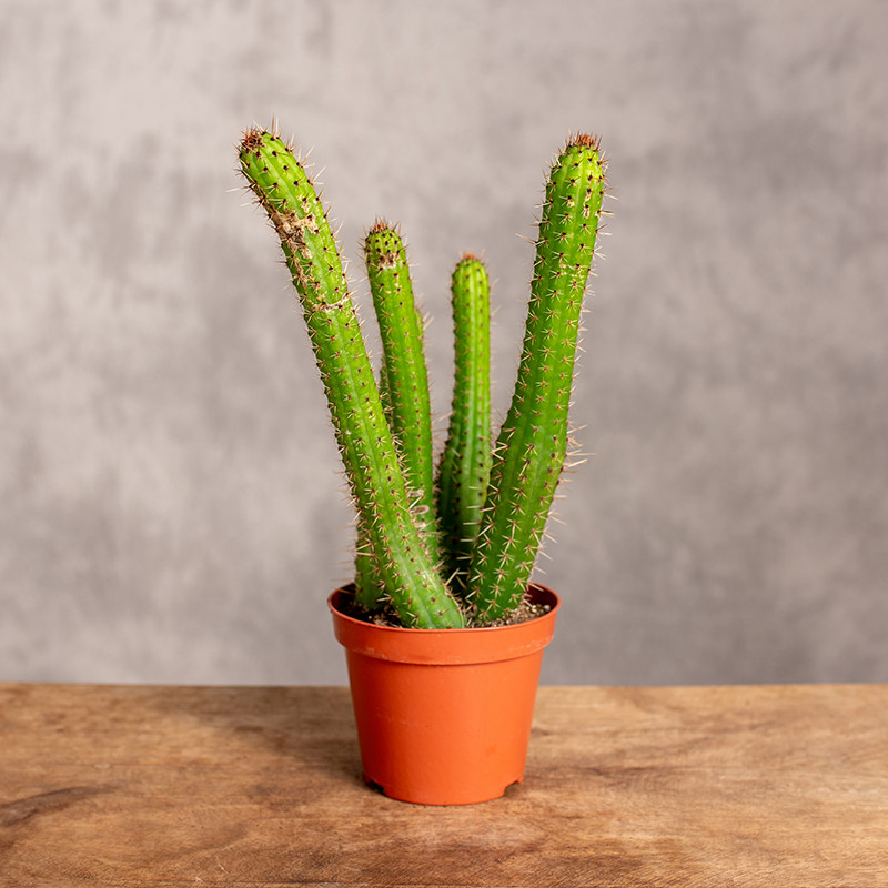 Kaktus Cleistocactus...