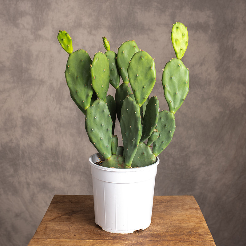 Opuncja pospolita | Duża