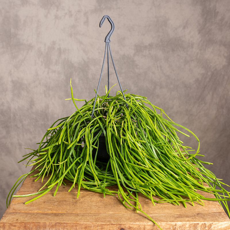 Patyczak Rhipsalis...