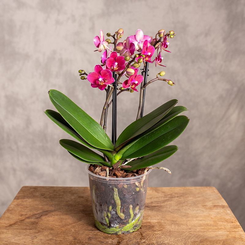 Storczyk Multiflora |...