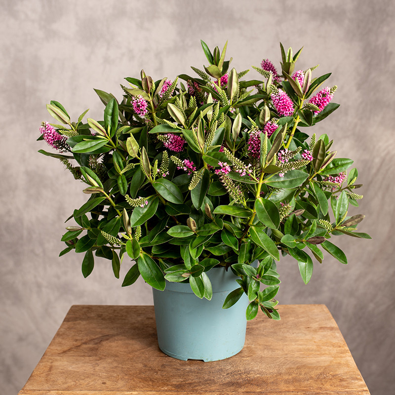 Hebe 'Pink Kiwi'