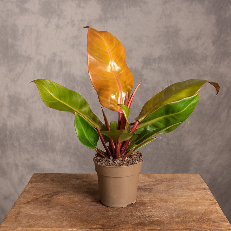 Filodendron 'Prince of...