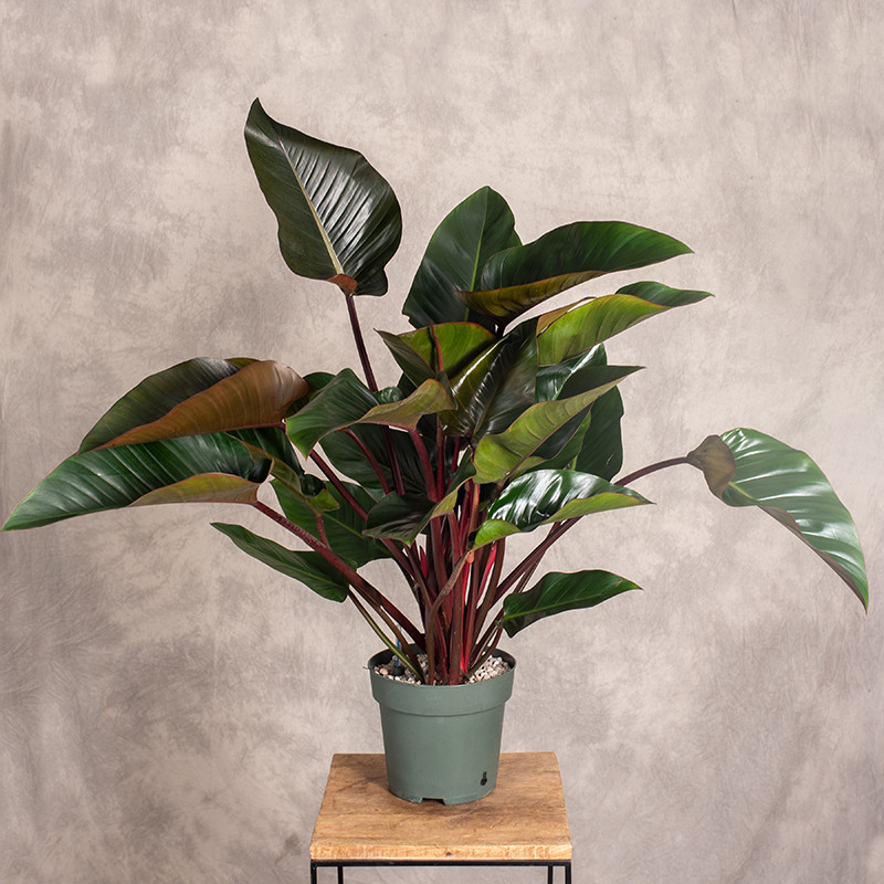 Filodendron 'Red Beauty' |...