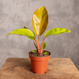 Filodendron ‘Mars’ | Tomaszewski