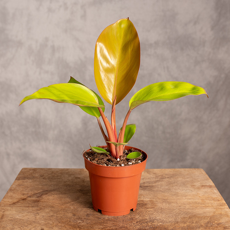 Filodendron ‘Mars’ | Mały