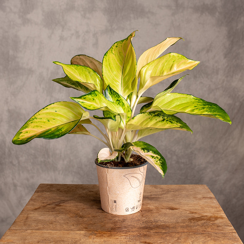 Aglonema 'Gold'