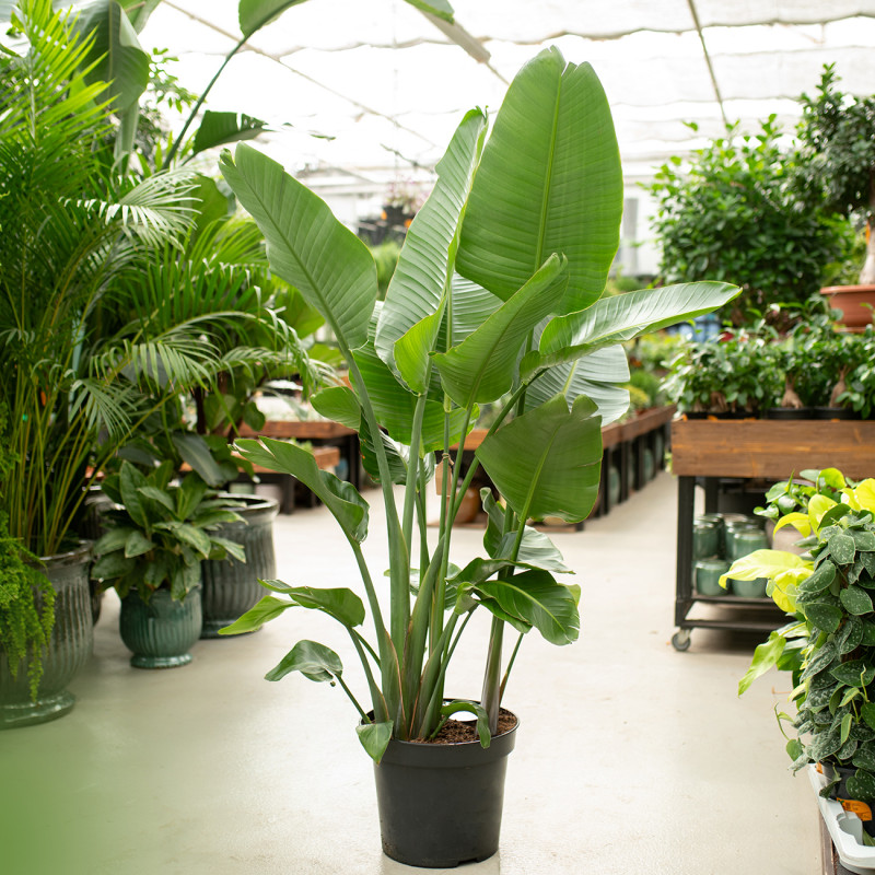 Strelicja biała | XXL