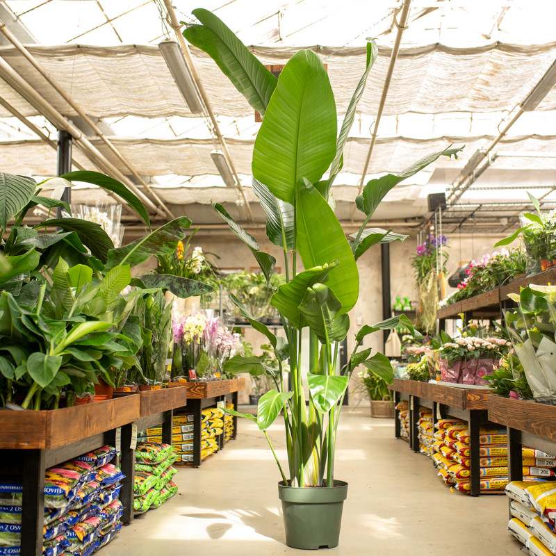 Strelicja biała | XXL