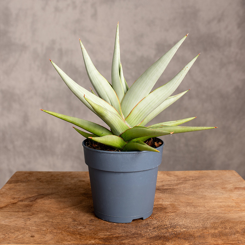 Sansewieria 'Chanin Crown'...