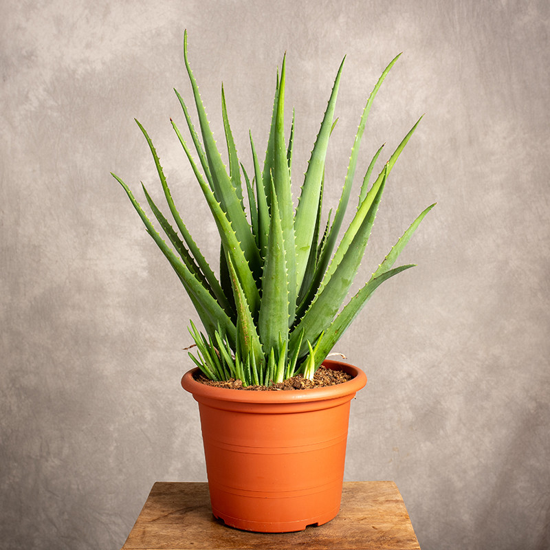 Aloes leczniczy | XXL