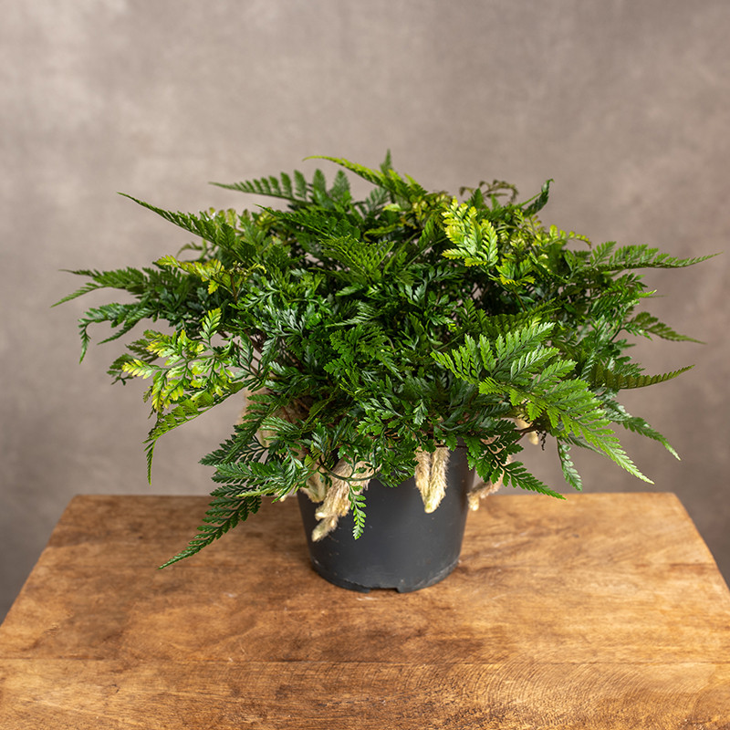 Dawalia 'Nogi Pająka'