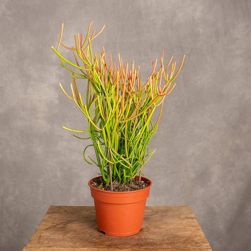 Euphorbia tirucalli 'Sticks...