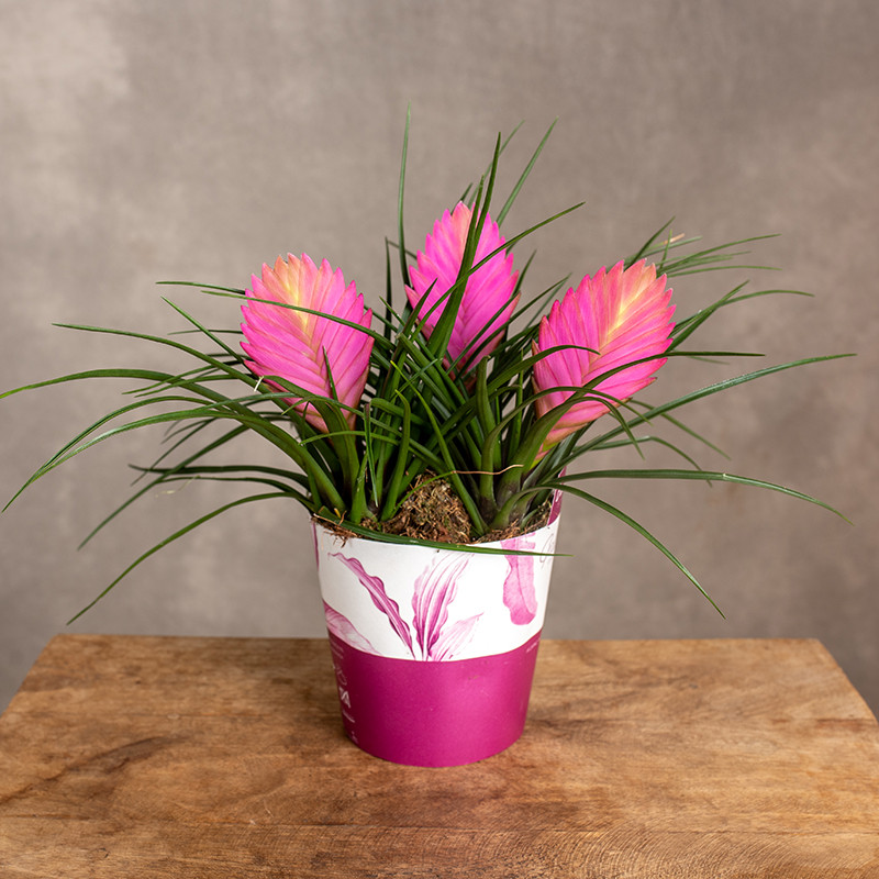 Oplątwa Tillandsia cyanea |...