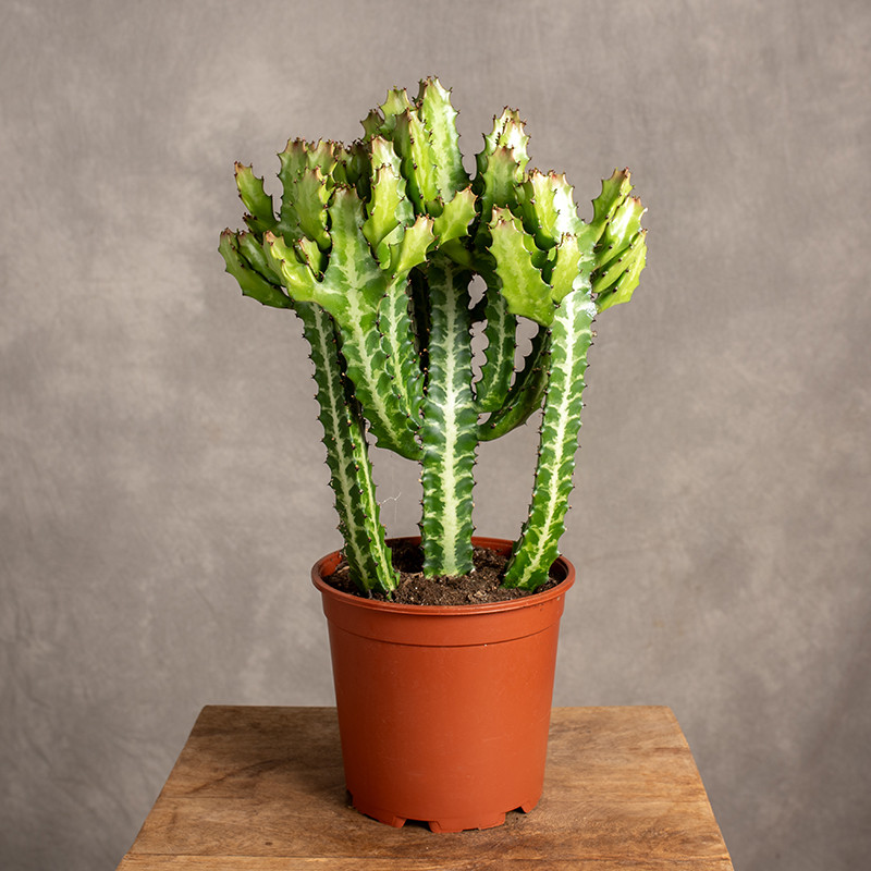 Wilczomlecz mleczny | Duży