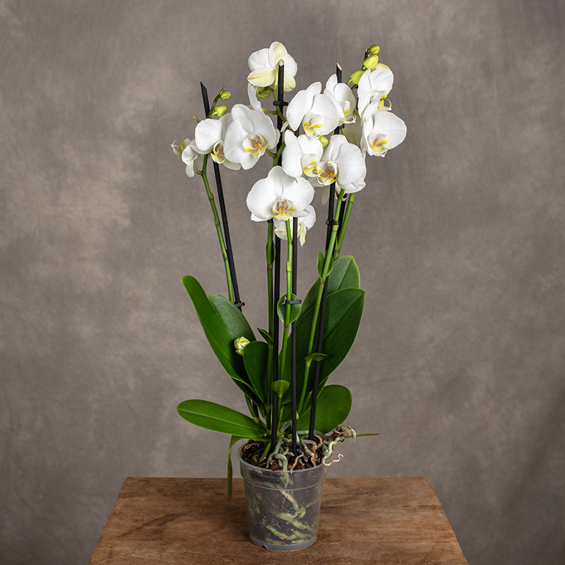 Storczyk biały 5-pędowy