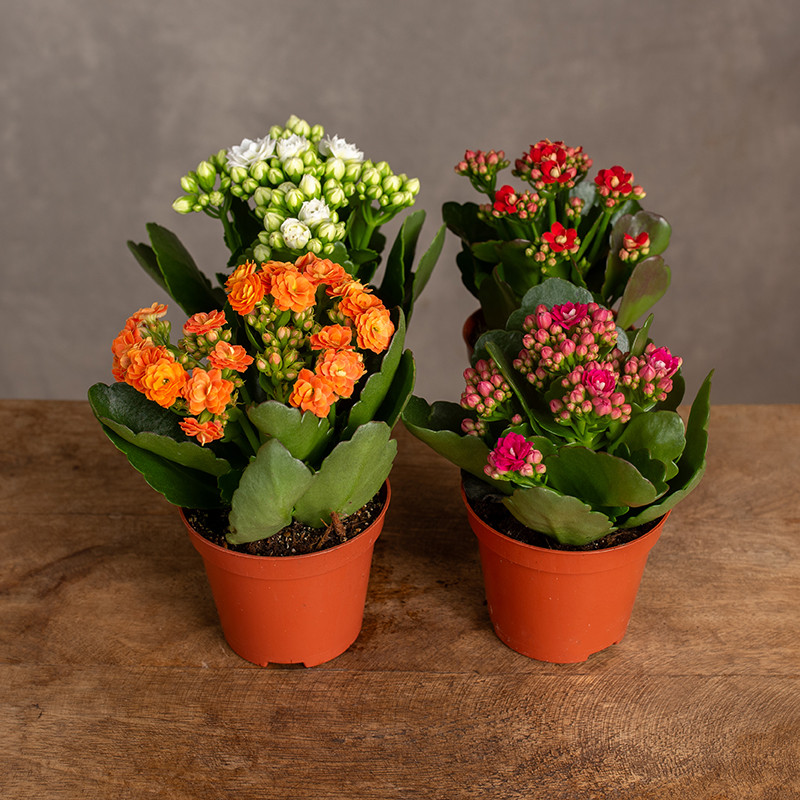 Kalanchoe Mix kolorów | Małe