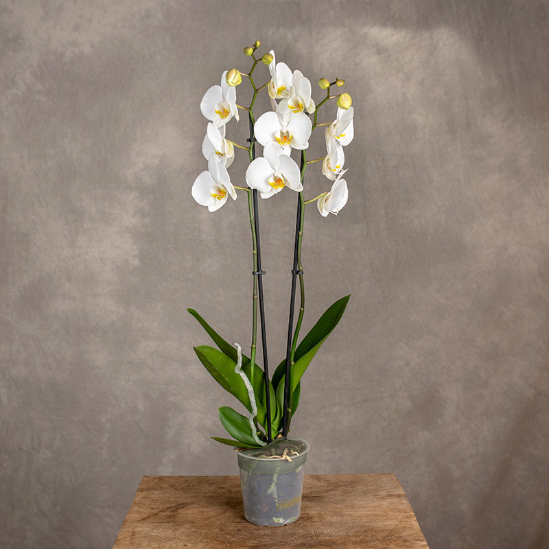 Storczyk biały 2-pędowy