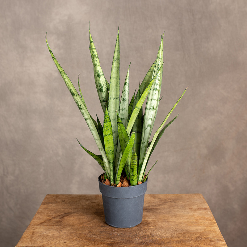 Sansewieria 'Silver...