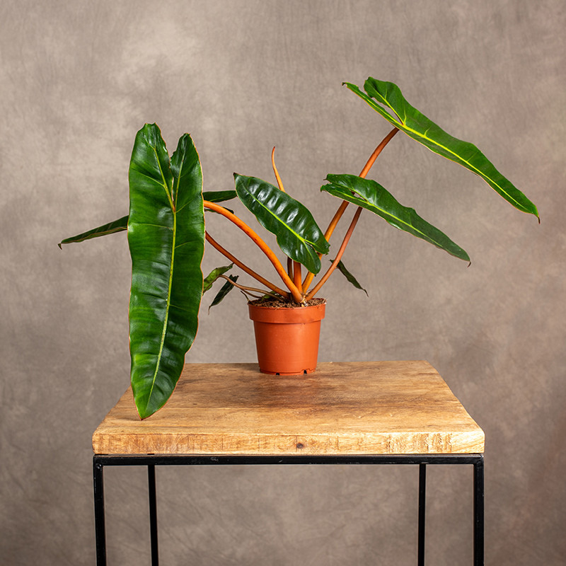 Filodendron 'Billietiae' |...