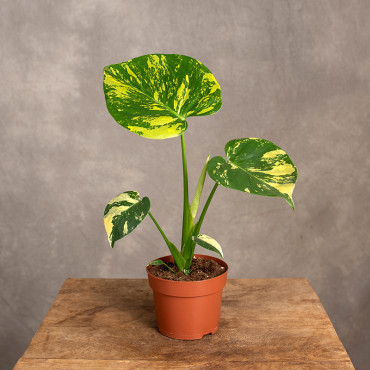 Monstera deliciosa 'Aurea' | Mała