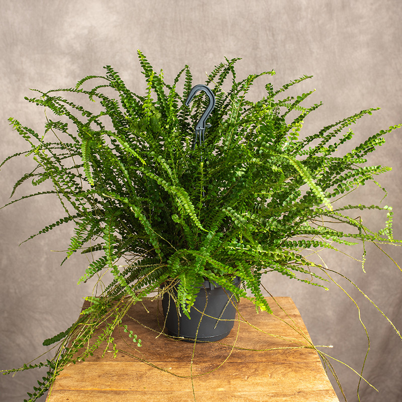 Nefrolepis sercolistny...